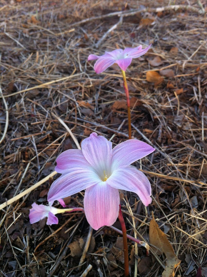 Zephyranthes 'Labuffarosa' - Pink Rain Lily - 1 - 1 gallon pot