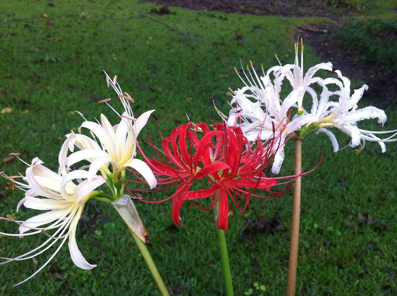 meaning spider lily White Spider Lily (Lycoris albiflora)