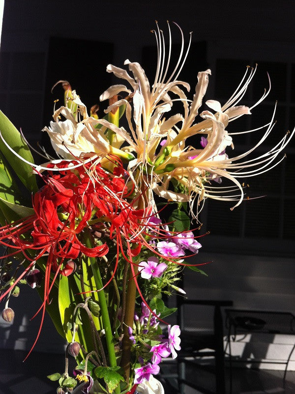 where can i buy spider lilies Red Spider Lily (Lycoris radiata) Southern Heirloom Triploid