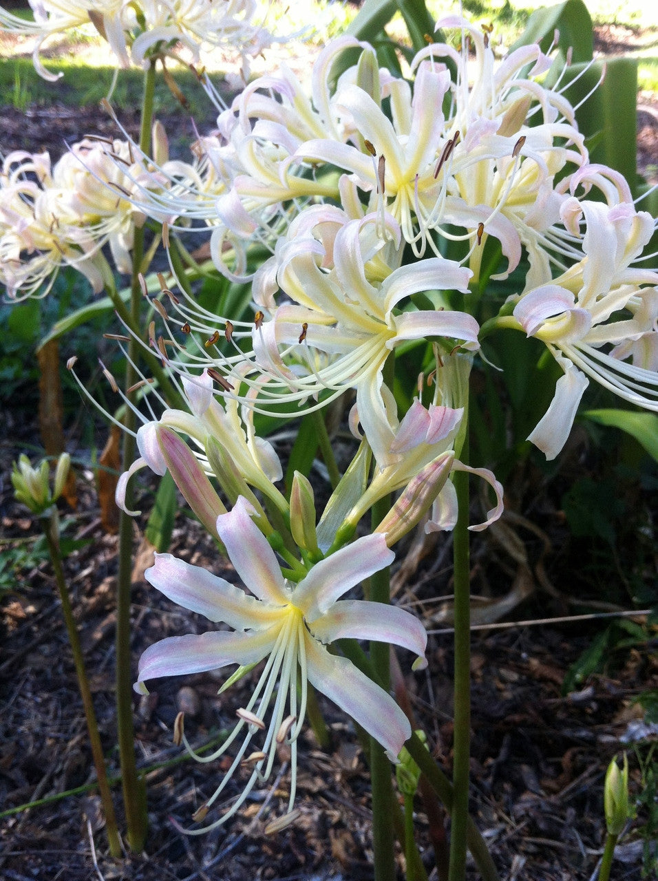 spider lily flower white White Spider Lily (Lycoris albiflora)