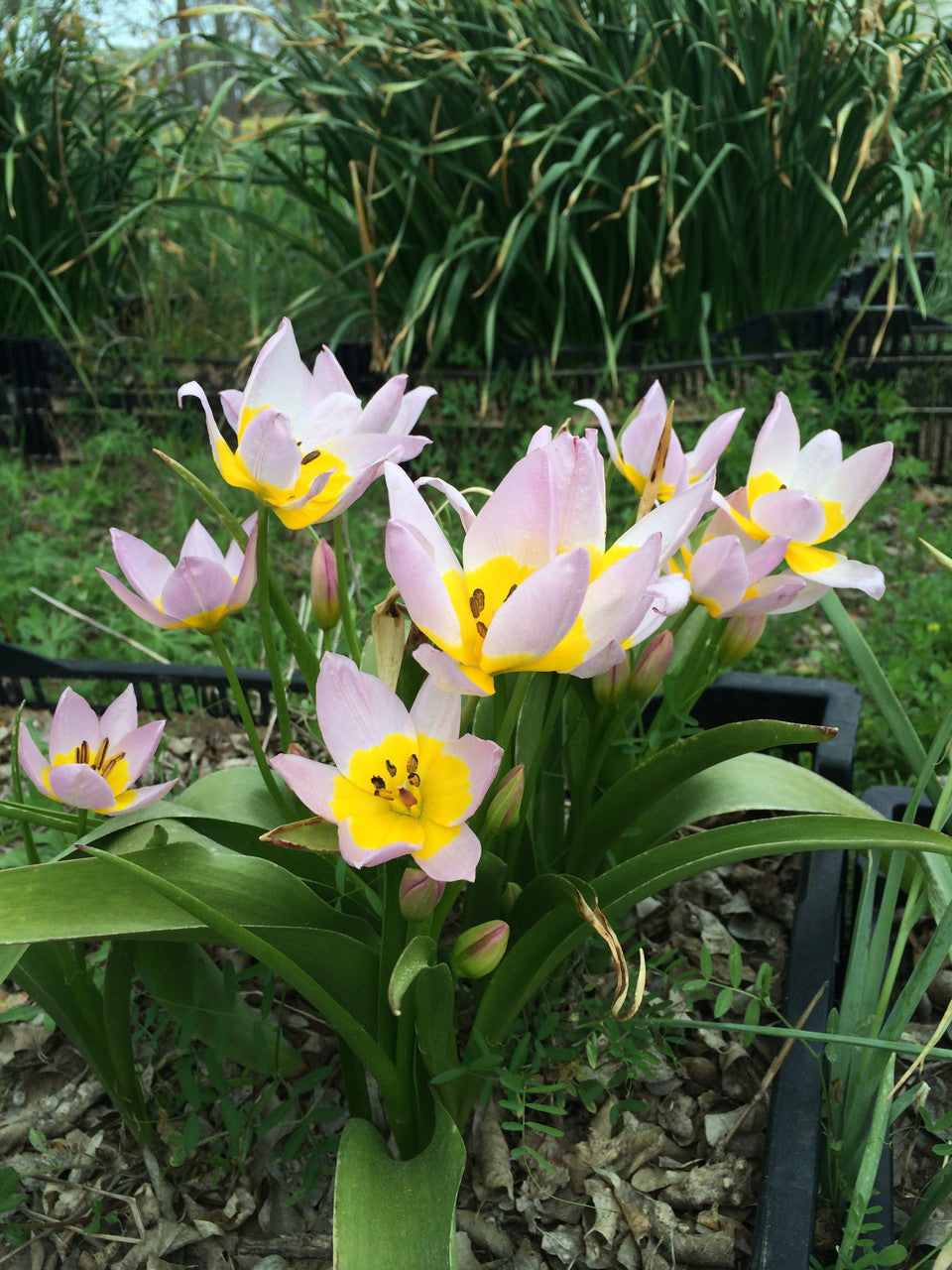 Tulipa bakeri 'Lilac Wonder' - 10 bulbs