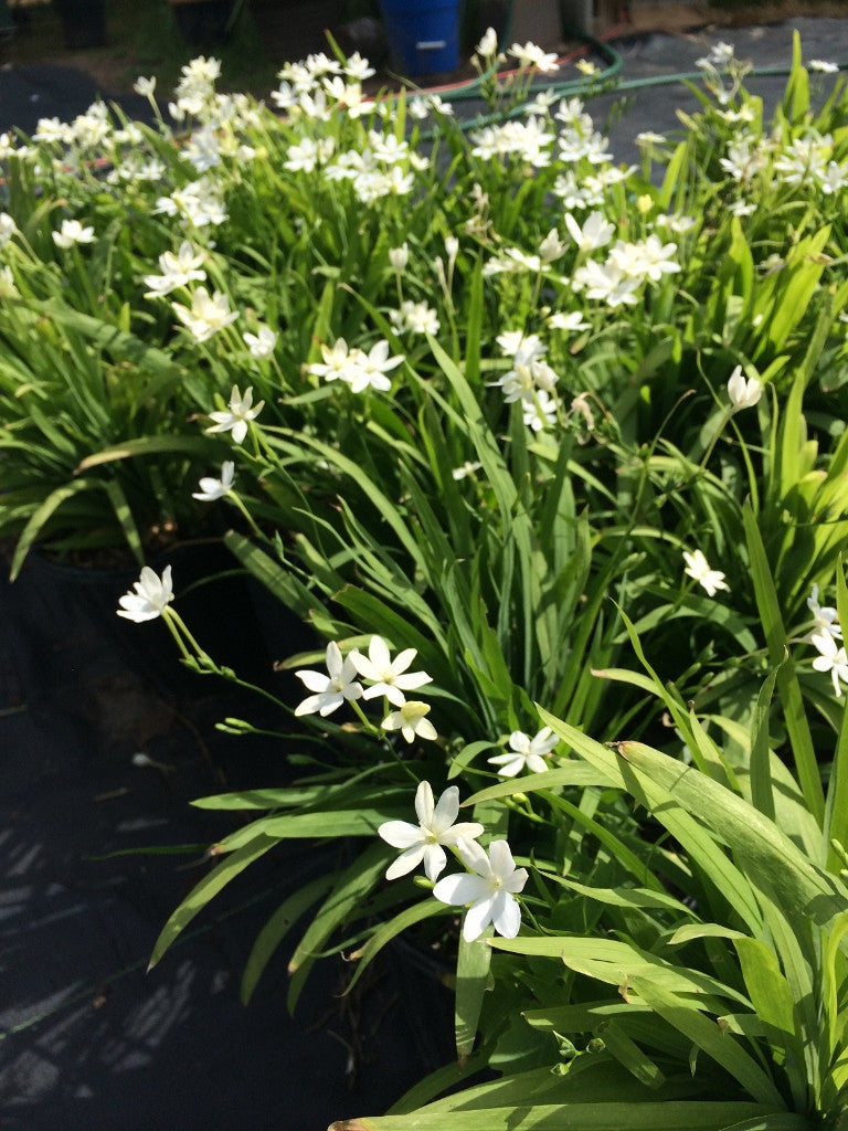 Woodland Painted Petals - White 4 - 4" pots