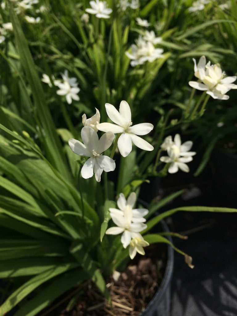 Woodland Painted Petals - White 4 - 4" pots