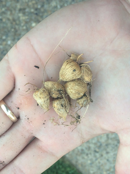 Woodland Painted Petals - White 4 - 4" pots