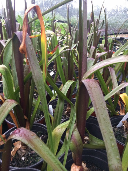 Crinum 'Sangria' is valued for its colored foliage and relative cold tolerance.  The gorgeous dark leaved hybrid is much more winter hardy than other purple crinums. Showcasing dramatic glossy foliage that varies from purple to bronze coloring, the leaves can grow to 2 ft long,