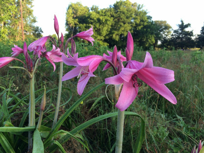 Claude Davis (LARGE)