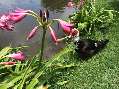 Crinum 'Ellen Bosanquet' - 1 bulb