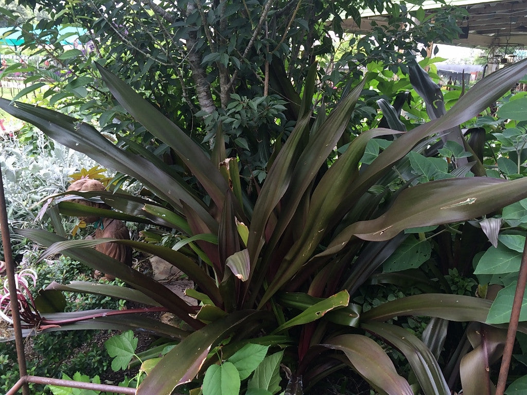 Valued for it's great form and foliage!