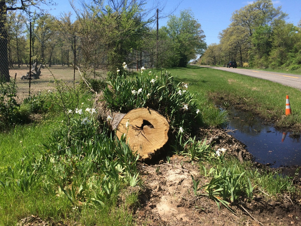 White Cemetery Iris (Iris albicans) - 5 Tubers