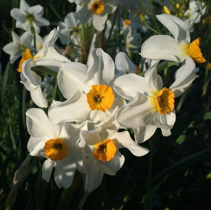 Daffodil 'Geranium' - 5 bulbs