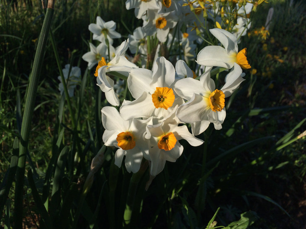 Narcissus 'Geranium' - Southern Perennial Daffodil Bulb – The Southern ...