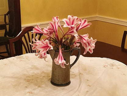 Crinum 'Carroll Abbott'