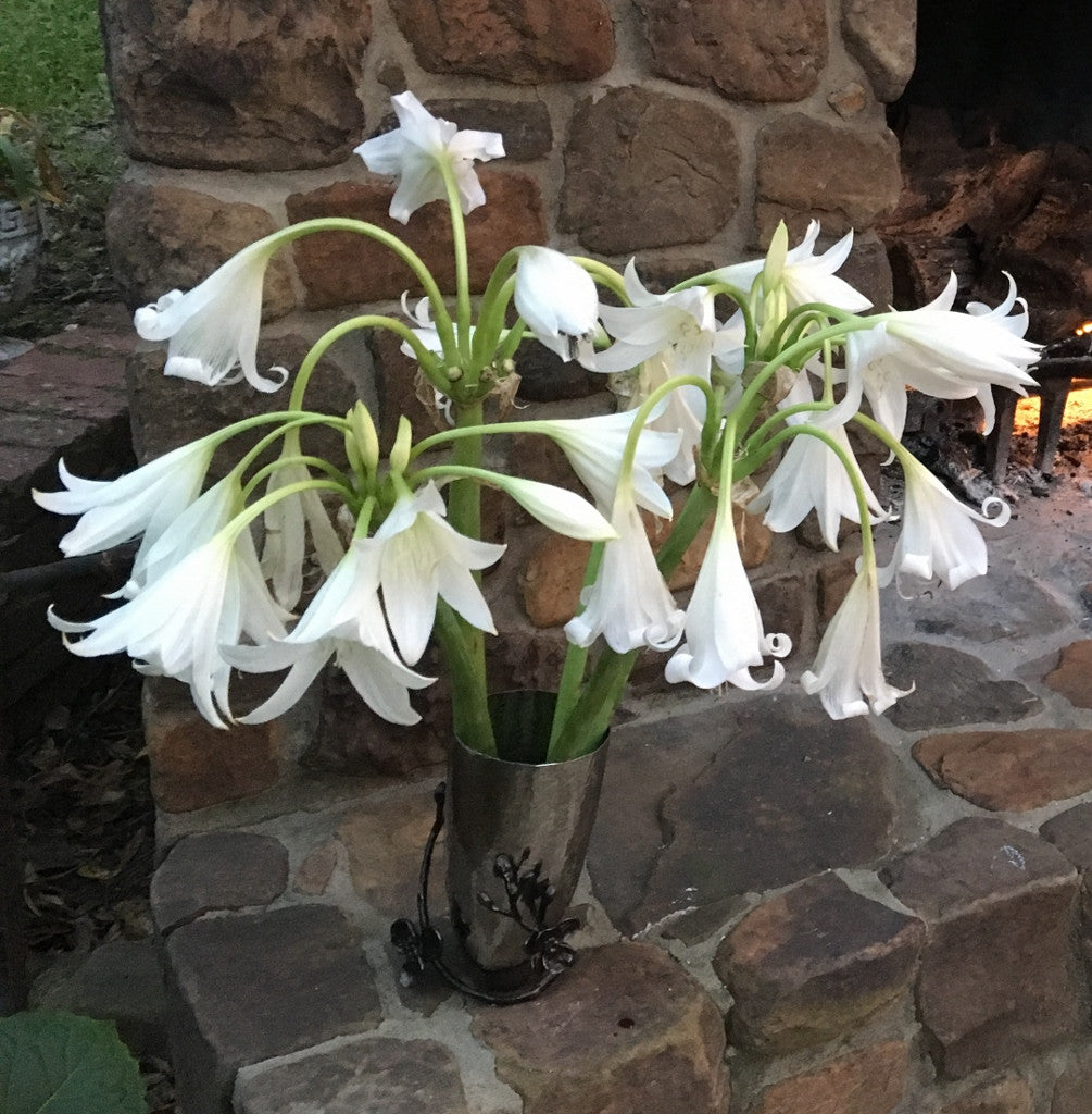 Crinum x 'Burbank's White Queen' - 1 bulb