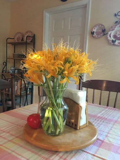 Yellow Spider Lily (Lycoris aurea) - 5 bulbs
