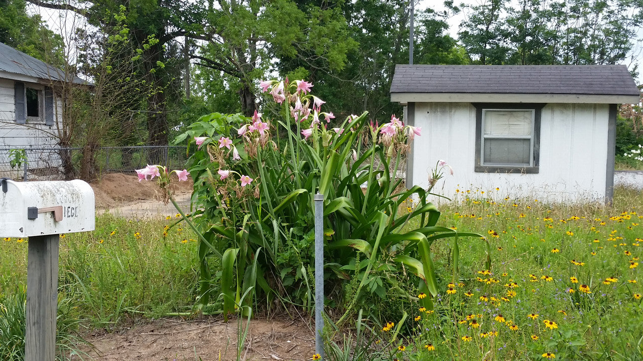 Crinum powellii 'Roseum' - 1 bulb
