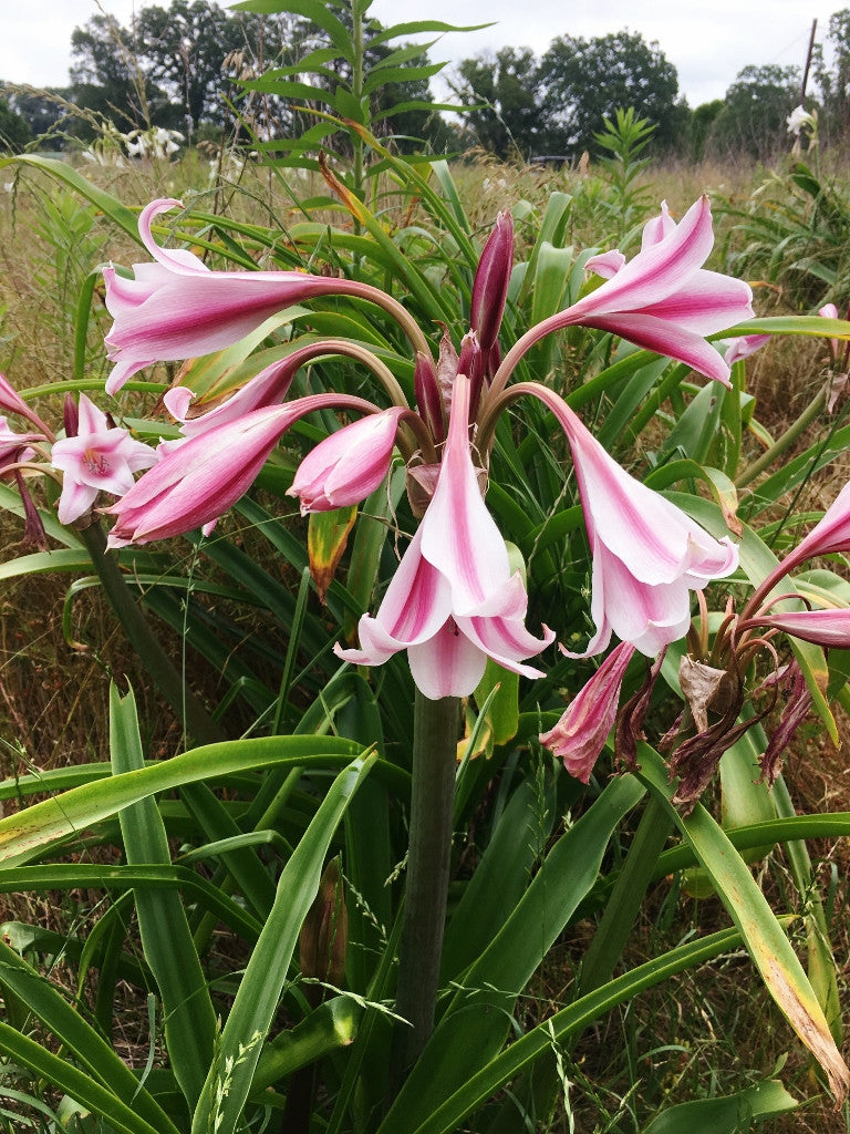 Crinum 'Carroll Abbott'