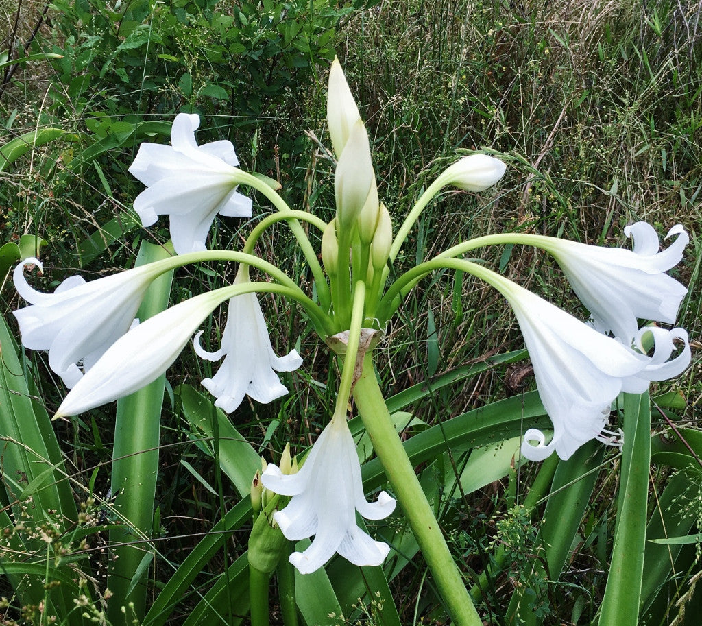 Crinum x 'Burbank's White Queen' - 1 bulb