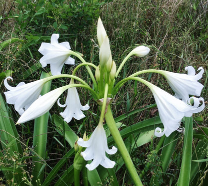 Crinum x 'Burbank's White Queen' - 1 bulb