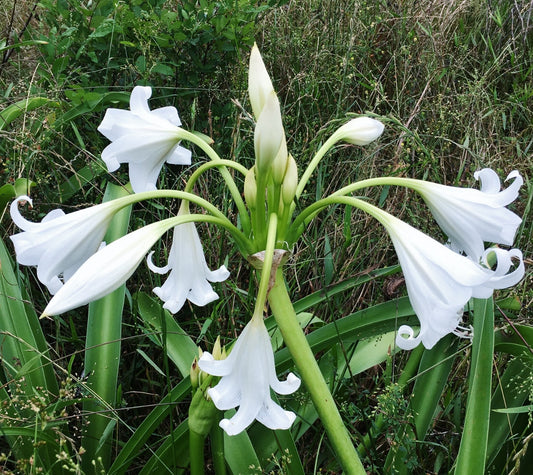Crinum x 'Burbank's White Queen' - 1 bulb
