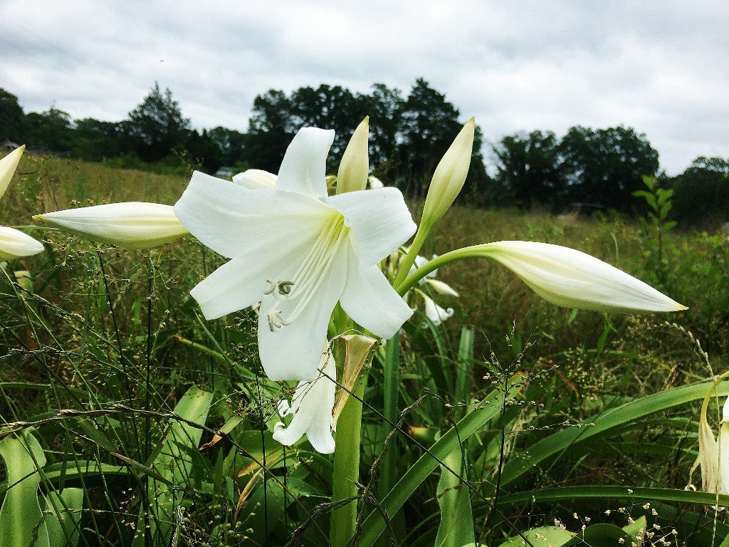 Crinum x 'Burbank's White Queen' - 1 bulb
