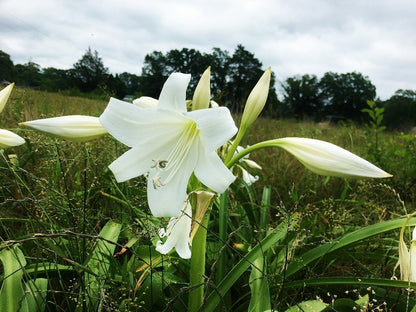 Crinum x 'Burbank's White Queen' - 1 bulb