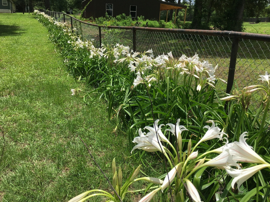 white lily milk trinidad Crinum 'Milk & Wine' Lily