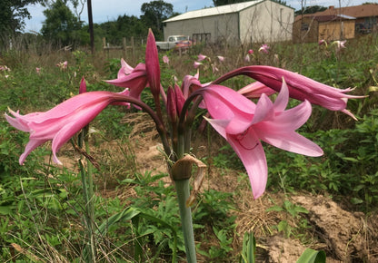 Claude Davis (LARGE)