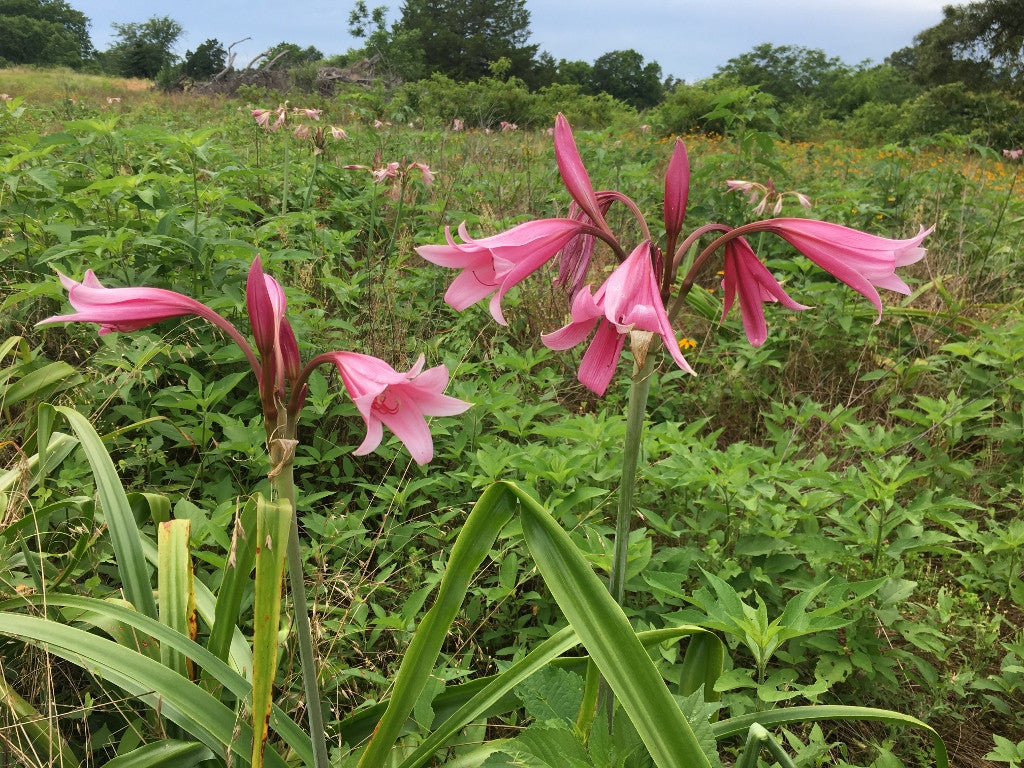 Claude Davis (LARGE)