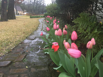 Tulipa 'Pink Impression' -  5 bulbs
