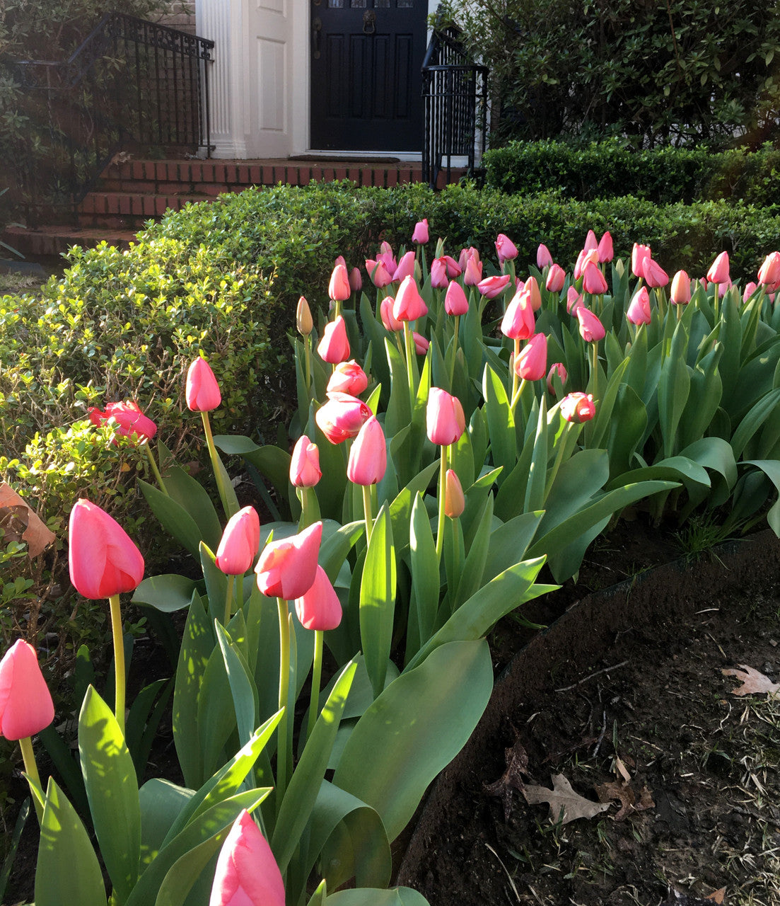 Tulipa 'Pink Impression' -  5 bulbs