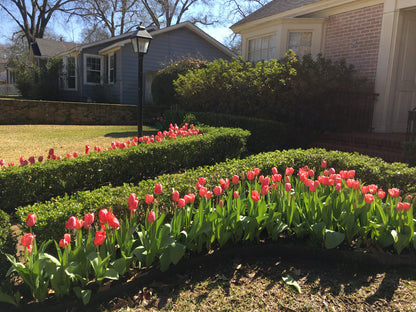 Tulipa 'Pink Impression' -  5 bulbs