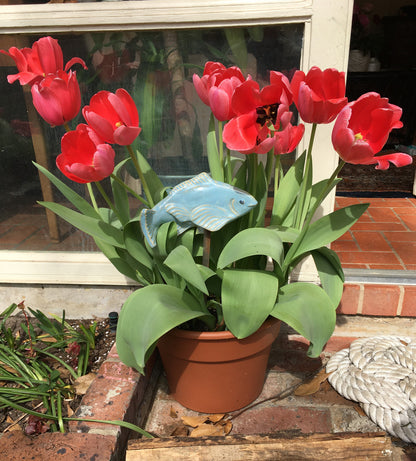 Tulipa 'Pink Impression' -  5 bulbs