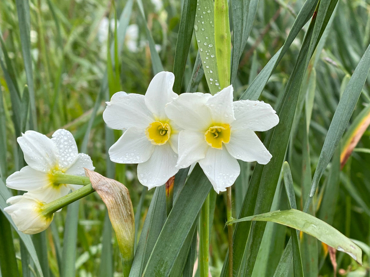 Heirloom 'Twin Sisters' - 10 bulbs