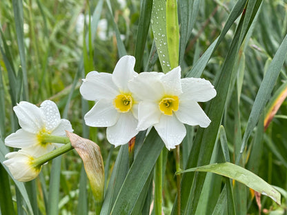 Heirloom 'Twin Sisters' - 10 bulbs