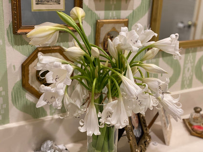 Crinum x 'Burbank's White Queen' - 1 bulb