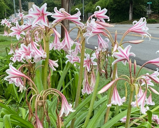 Crinum 'Milk & Wine Lily'  - 1 bulb