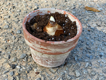 Gift Kit - Paperwhites Forcing Kit (Small)