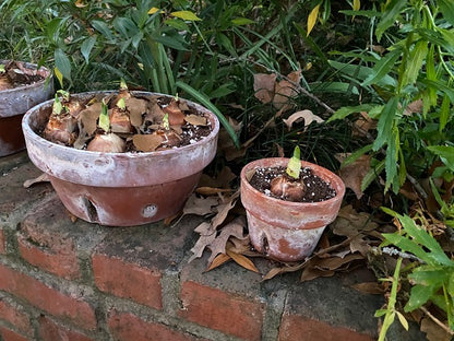 Daffodil 'Chinese Sacred Lily' - 5 bulbs