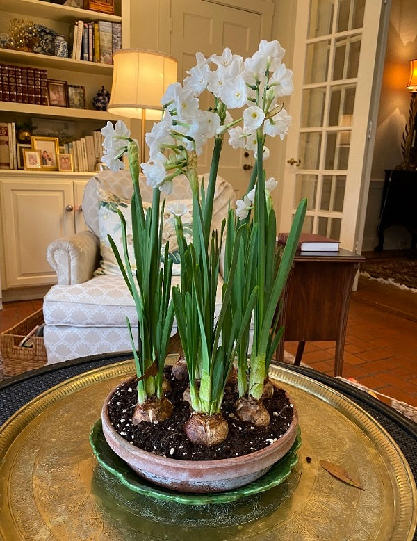 Paperwhites For Forcing Narcissus 'Inbal' - 10 bulbs