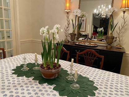 Paperwhites For Forcing Narcissus 'Inbal' - 10 bulbs