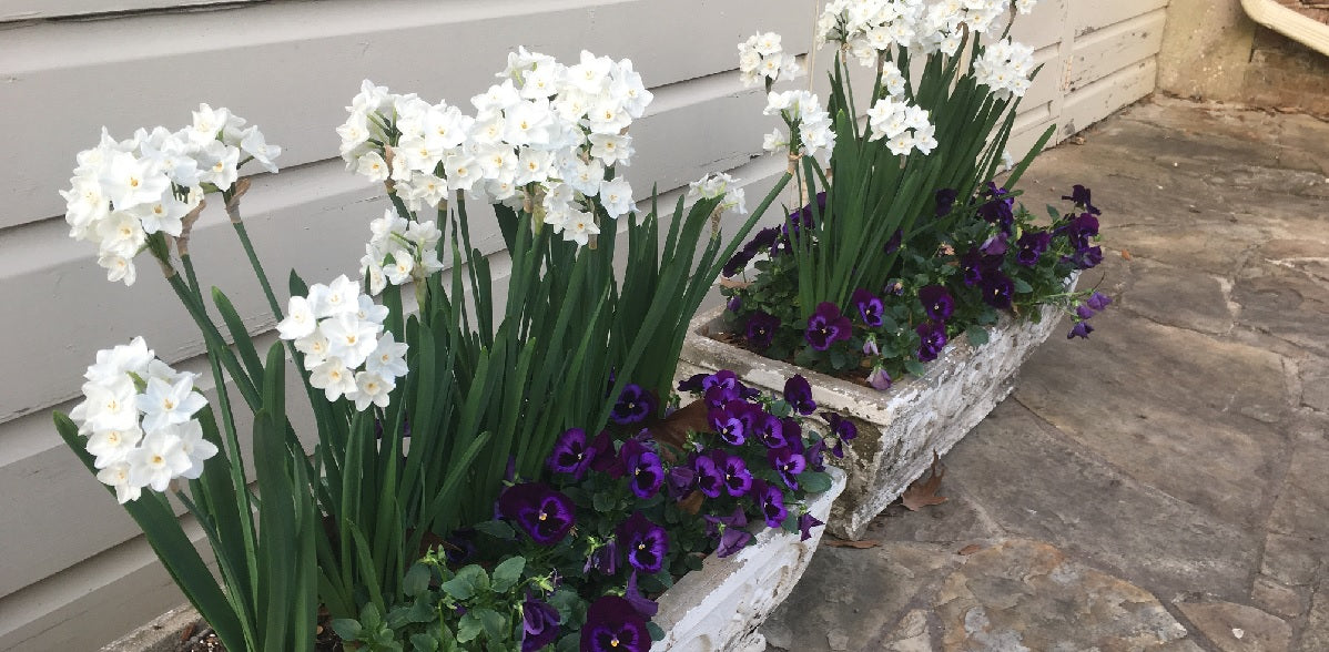 Southern Bulb Company | Flower Bulbs – The Southern Bulb Co.