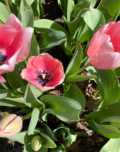 Tulipa 'Pink Impression' -  5 bulbs