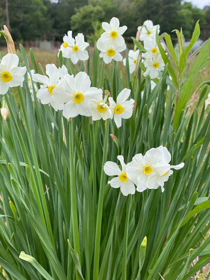 Heirloom 'Twin Sisters' - 10 bulbs