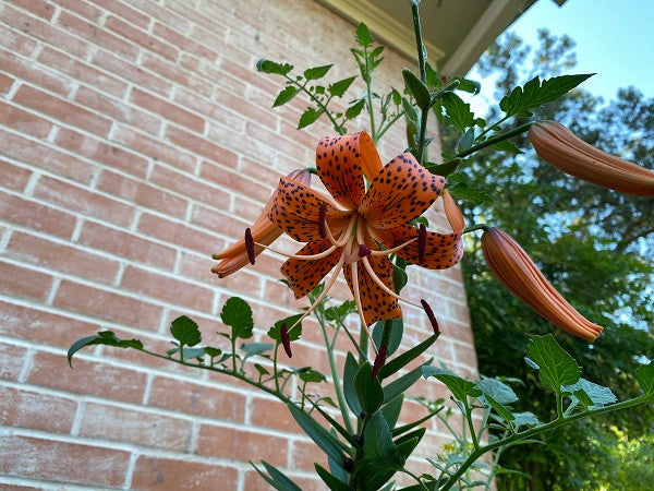TigerLily – The Southern Bulb Co.