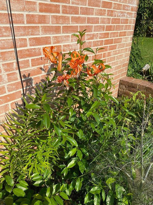 tiger lily's greenwich Lilium lancifolium 'Tiger Lily'