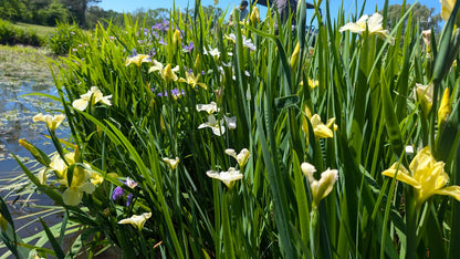 Louisiana Iris - 1 rhizome