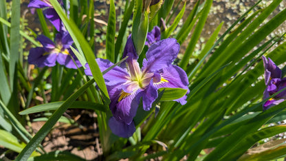 Louisiana Iris - 1 rhizome