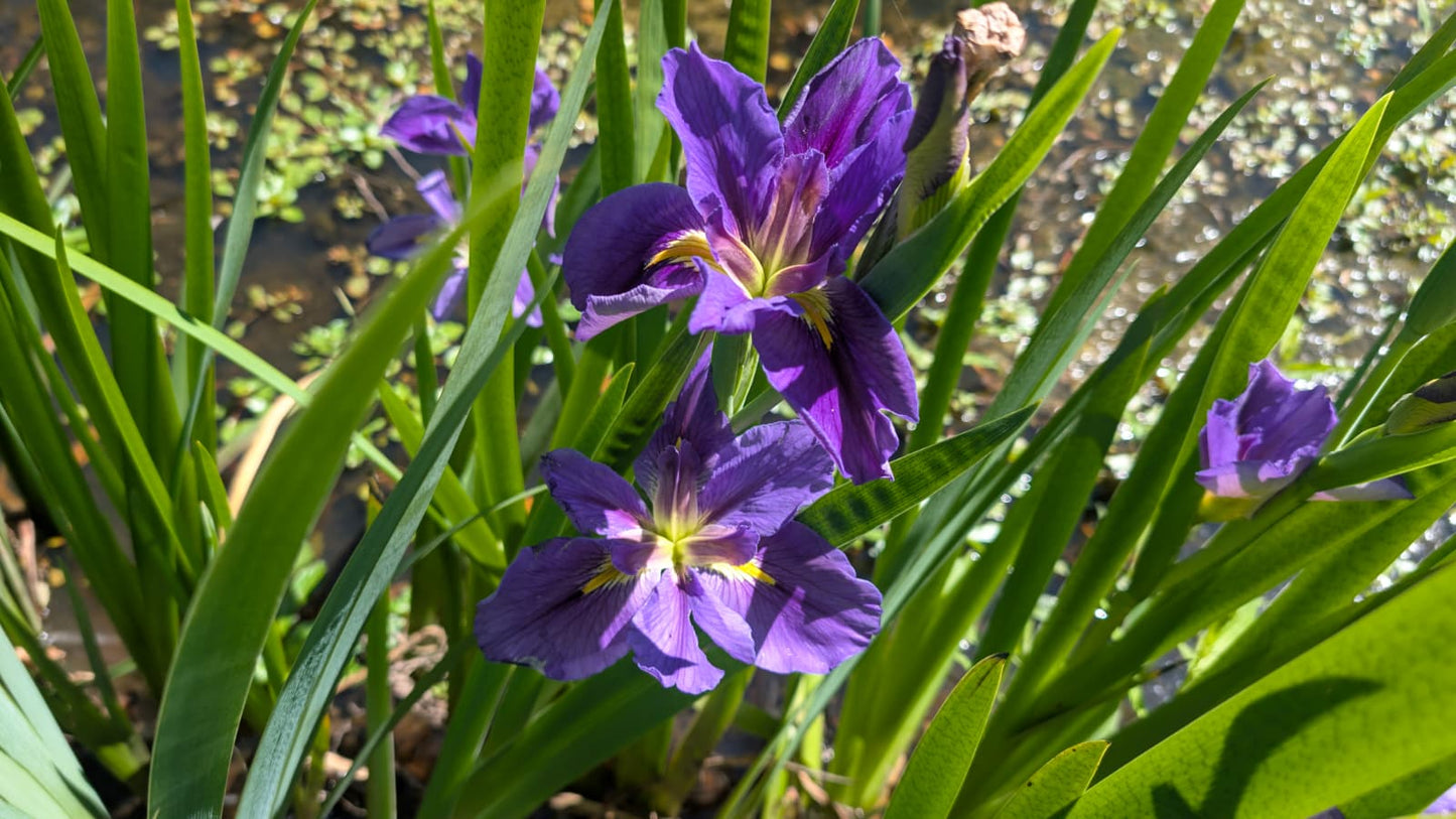 Louisiana Iris - 1 rhizome