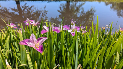 Louisiana Iris - 1 rhizome