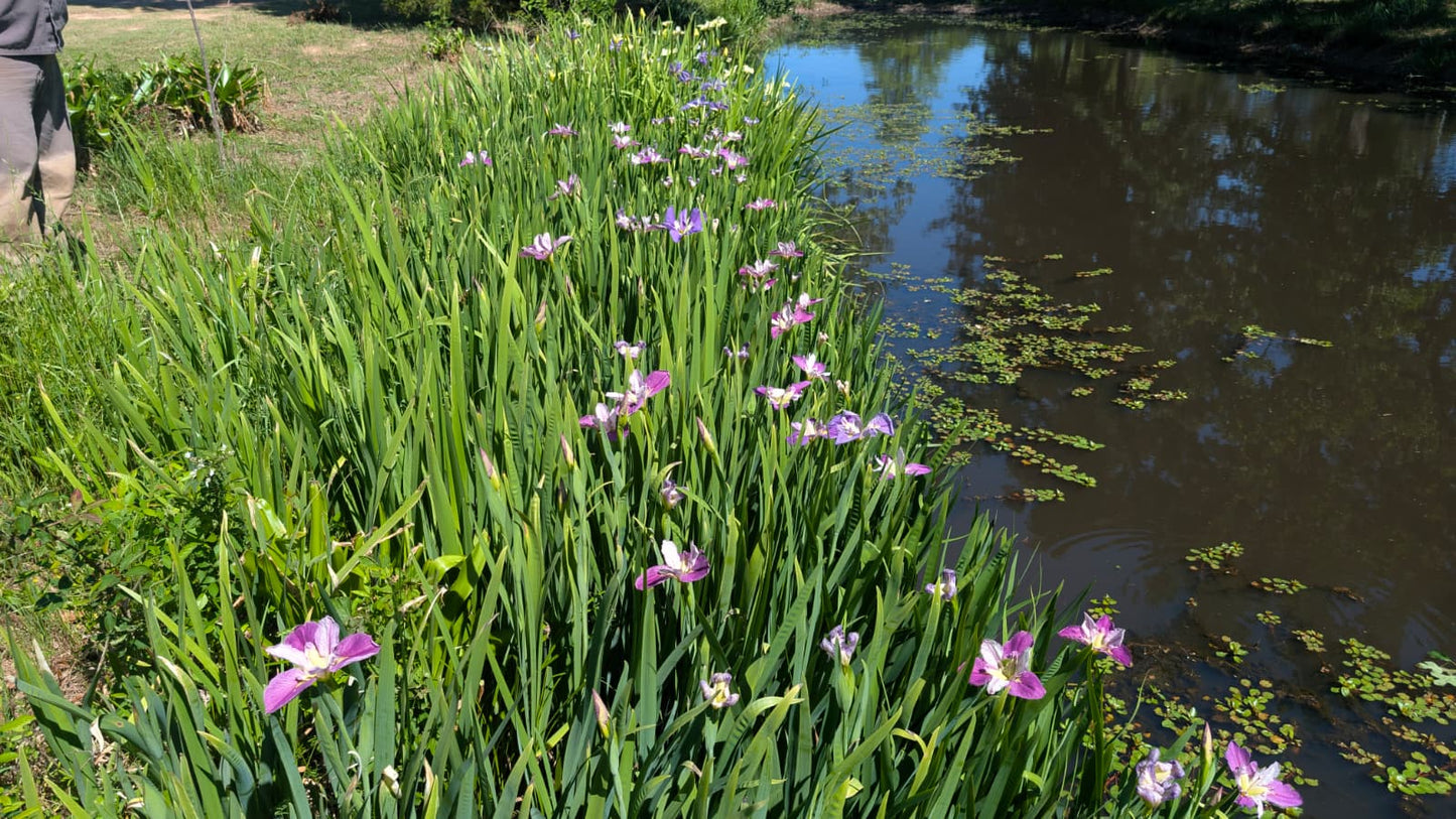 Louisiana Iris - 1 rhizome